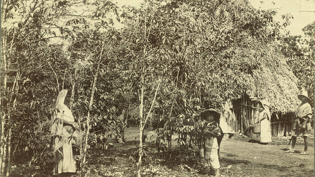Mexique · Chiapas — région d'origine du café Mexique