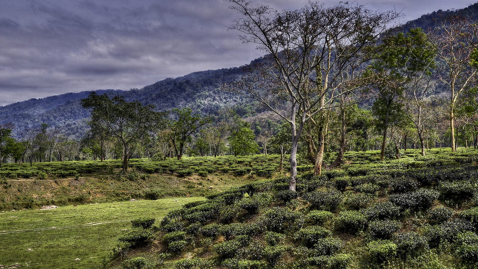Dammann Frères — région d'origine du café Assam G.F.O.P. Sup