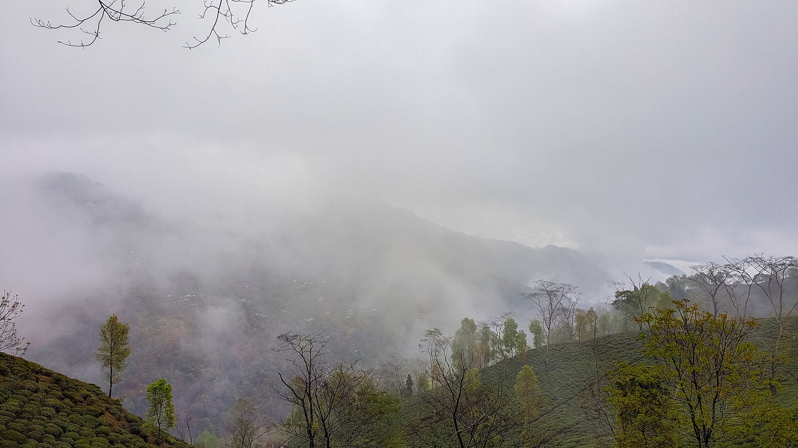 Dammann Frères · boîte de 50 sachets — région d'origine du café Darjeeling